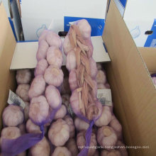 2011 shandong fresh garlic with the best quality